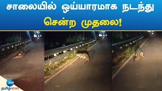 Crocodile | Road | Viral Video | சாலையில் ஒய்யாரமாக நடந்து சென்ற முதலை!