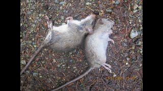 Rat Trapping Tips: Brown rat vs Black rat