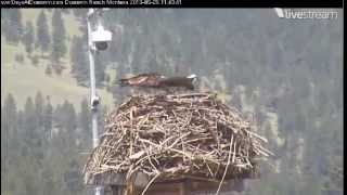 Video2013-05-25_134227 Dunrovin osprey both cams