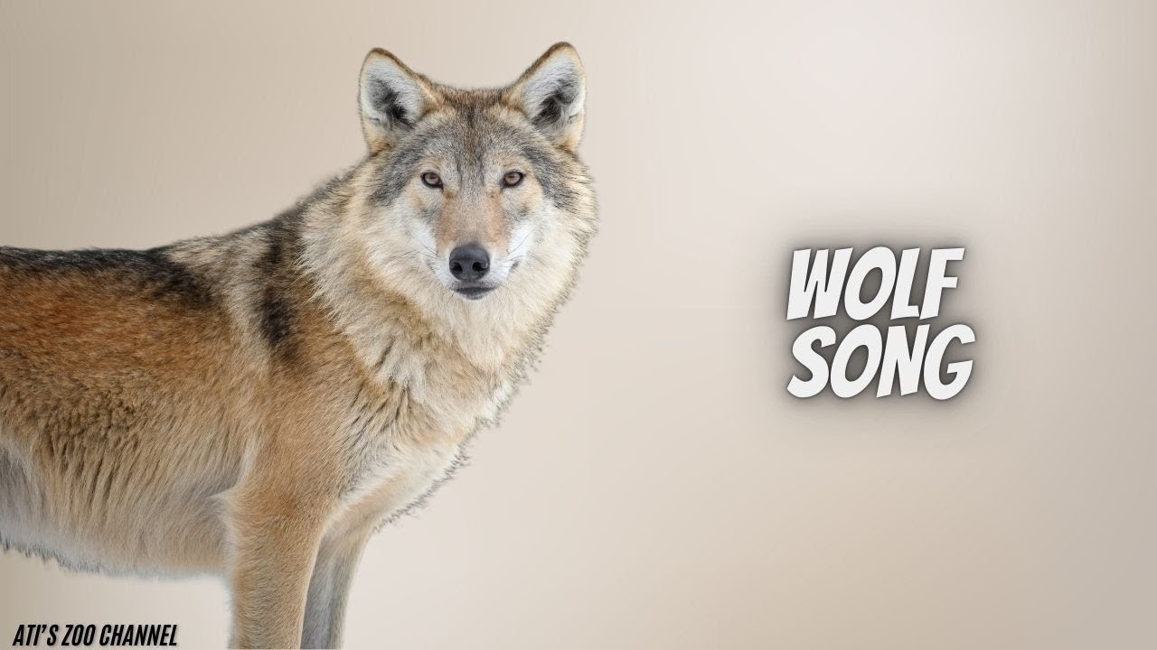Wolf Song Youtube
