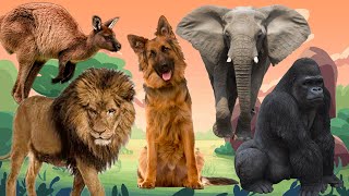 Animal moments as a baby: cat, cow, elephant, pig, horse - animal sounds