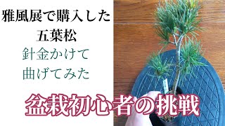 五葉松に針金かけて曲げる　Bonsai