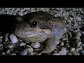 australian pobblebonk banjo frog hd