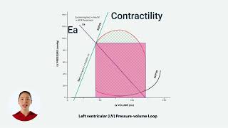 Effects of Changing Contractility, Arterial Elastance, and Preload on LV Pressure-volume loop