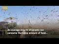 swarm of locusts covered the sky in a russian town