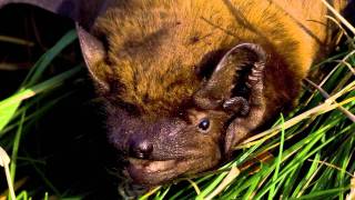 Common noctule / Rosse vleermuizen vliegen uit