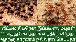 இப்படி வீட்டில் திடீரென எறும்புகள் வருவது நல்ல சகுனமா ?கெட்ட சகுனமா ?