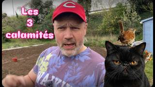Ces 3 Animaux mont  fait la misère  au POTAGER ! Au Secours #hautsdefrance #legumes #semis