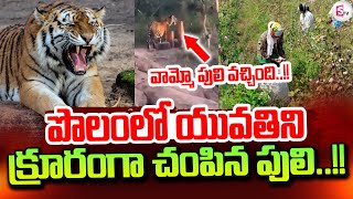 గజ గజ వణికిస్తున్న పులి..| Tiger A-t-tack On Women In Asifabad Dist | SumanTV Tirupati