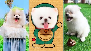 Tik Tok Chó Phốc Sóc Mini 😍 Funny and Cute Pomeranian #366