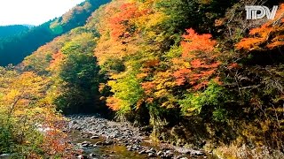 紅葉礼賛2016 徳島の名所を巡る