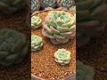 알아야 할 다육 식물에 대한 유용한 팁  succulents suculentas 다육이들 多肉植物