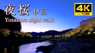 4K【Yozakura】Night cherry blossoms in Izu, Japan  夜桜 河津桜のライトアップ 南伊豆町、河津町 night walk 河津桜まつり 2022