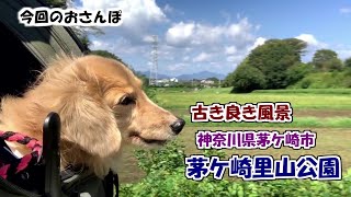 かのさんぽ　神奈川県茅ケ崎市　茅ケ崎里山公園　【カニンヘンダックスフンド】