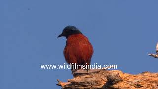 Striking colours: Male Chestnut-bellied Rock Thrush against a stark blue sky