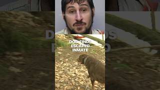 A dog helped catch an escaped prisoner who had been on the run for nine days