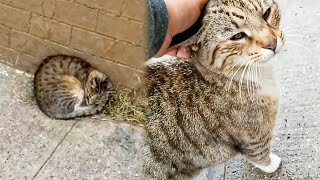 Stray Cat Couldn't Hide His Happiness When Woman Came To Adopt Him