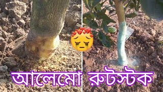 পশ্চিমবঙ্গের মাটিতে আলেমো রুটস্টক কেমন/How is Alemow rootstock in West Bengal soil