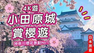 4K小田原城賞櫻遊🏯神奈川櫻花景點No.1🌸日本城+滿開櫻花超和風 春天必來～#日本旅遊 #日本賞櫻 #小田原