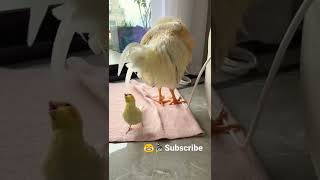 Funny birds  😂😃