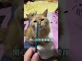 用梳子梳美鳳意外有趣 貓咪 貓 寵物 寵物貓咪特輯 pets cat pet