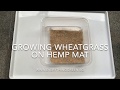 Growing Organic Wheatgrass Hydroponically on Hemp Mat