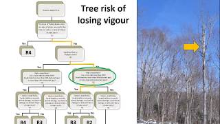 NHRI Tools: Tree classification system / Système de Classification des Tiges du Nouvea-Brunswick