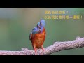 翠鳥影片4k