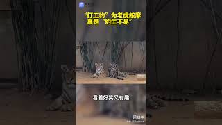 【豹】打工豹给老虎按摩 压胸