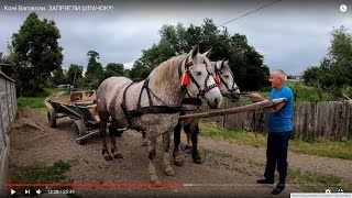 Коні Ваговози. ЗАПРЯГЛИ ШПАЧОК!!!