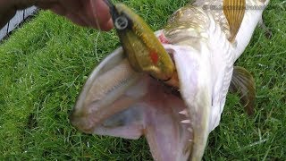 How to catch pike fish wt Umami fishing lure in canal after rain. Рыбалка на щуку после дождя.