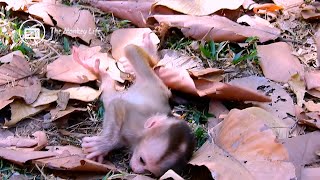 FULL ACTION OF MONKEY LILY FALLING OFF FROM MOM LIBBY