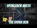 Spongebob Meets the Hydra Boa (Short Film)