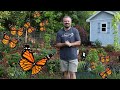 Butterfly Attracting Flowers - 🦋🌻🌼