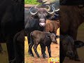 pani lao re cow sound funny comedy😂🤣😂🐄 cow cowvideo cowsound trending funny shorts