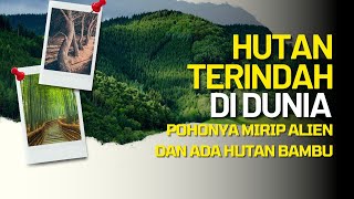 BAGAIKAN KEPINGAN SURGA INILAH TEMPAT TEMPAT HUTAN TERINDAH DI DUNIA