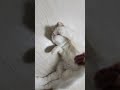 아구 좋아 아구 좋아 cat 고양이 귀여운 애교냥