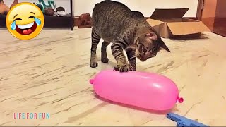 Смешные видео - КОШКИ 😂 Смешные коты приколы с котами до слез – Смешные кошки – Funny Cats