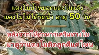 แตงโมน้ำหมอก แตงโมแล้ง อายุ 50 วัน หลังจากให้อาหารเสริมทางใบมาดูว่าแตงโมติดลูกดีแค่ไหน?