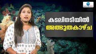 Seamount | തെക്ക് കിഴക്കൻ പസഫിക്കിലെ ഈസ്റ്റർ ദ്വീപിൽ ​ഗവേഷകർ കണ്ടെത്തിയത് അൻപതോളം പുതിയ ജീവിവർഗങ്ങളെ