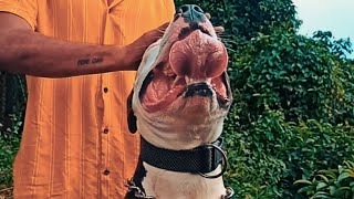 ഉരുക്കു ശരീരവും പിഞ്ചു മനസ്സുമുള്ള APBT | American pitbull Terrier | APBT KERALA