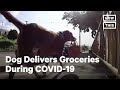 Dog Delivers Groceries During COVID-19 | NowThis