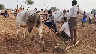 పత్తికొండ సంతలో_దేశపు సీమ ఎద్దులకు పలికిన రేట్లు//dheshiya bull's Pattikonda Market 2025