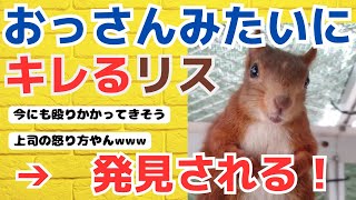 リスがキレるときの威嚇行動→おっさんだったwww【2ch動物スレ】