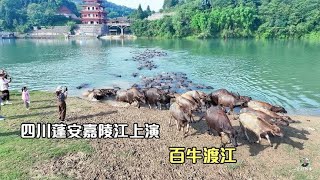 四川南充蓬安县，实拍嘉陵江上“百牛渡江”，场面看去真是壮观