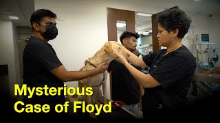 Floyd's Mysterious Case - Episode 13