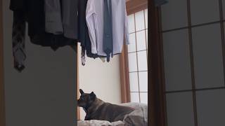 犬の前で初めてギター演奏をしてみた結果🐶反応が面白すぎ😆