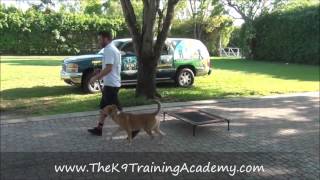 Teddy with Basic Obedience