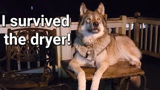 A Wolf in the Dryer and Bob Talks! #petwolf #wolfpup #wolfdog