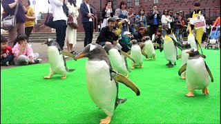 尼克斯海洋公園 - 企鵝走秀 北海道 登別マリンパークニクス